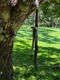 Villa Alicia Vavindrano - 4