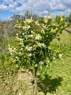 Masía de siglo XIX rodeada de viñedos y mar - 5