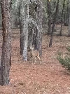 The Pine Tree Palace - Bastrop - 6
