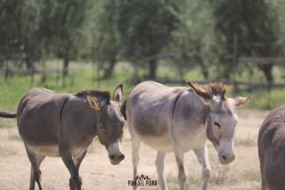 Pian del Pigro - Rímini - 6