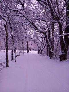 Koliba Dimitrijević - 7