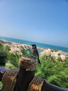 Luxury Private Pool Villa, Ras Al Khaimah - 1