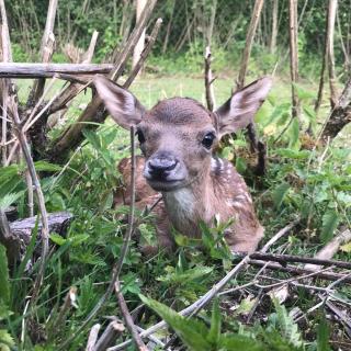Drevenica pod vŕbami s farmou a zvieratami - 5
