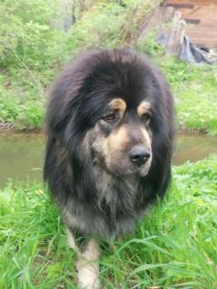 Drevenica pod vŕbami s farmou a zvieratami - 3