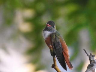 Punta Vichayo - Casa Ballenas - 5
