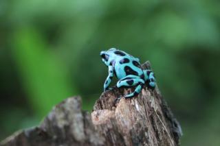 The Carao Caribbean Harmony - 3