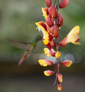 Centro Holístico Allpa Samay - 5