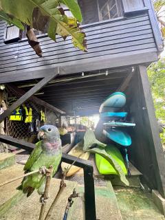 Bocas Sunset Beach House - 5