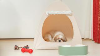 Pocheon luxjay pet Pension - 1