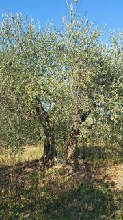 La Dimora di Sandra - 9