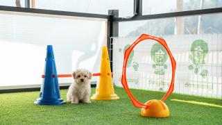 Gapyeong Daengdaengi Dog Pension Silver - 6