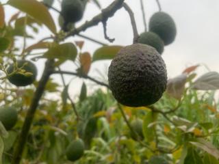 Nature flows Eco-Farm cottage & campsite - 1