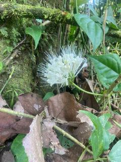 Nature flows Eco-Farm cottage & campsite - 5