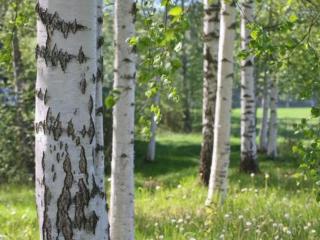 Holiday Home Peltotupa by Interhome - 1