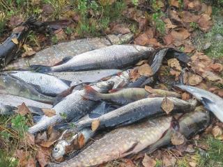 Holiday Home Virsuniemi by Interhome - 2