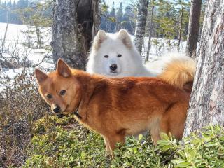 Holiday Home Virsuniemi by Interhome - 3