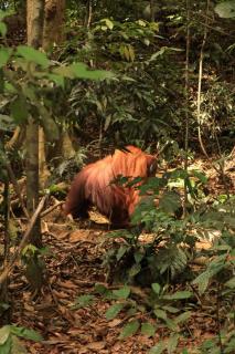 Orangutan Trekking - 6