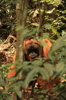 Orangutan Trekking - 2