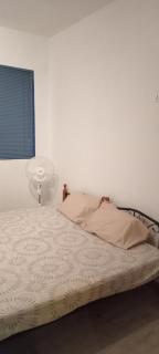 Colocasia, Maison Blanche, Pamplemousses - 1