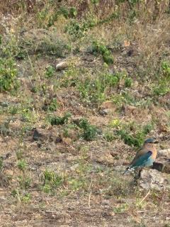 Ajanta hill resort fardapur - 3