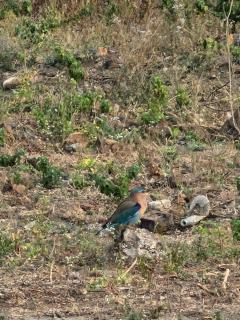 Ajanta hill resort fardapur - 1