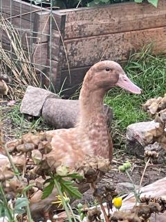 Råådalen Gård & Trädgård - 5