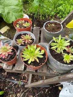 Råådalen Gård & Trädgård - 2