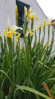 La Maisonnette bleue Nerville - 1