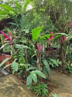 Forest Villa Nature Resort - 1