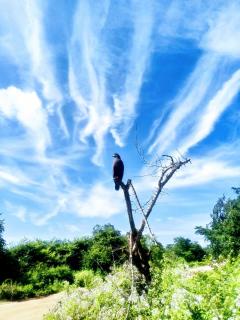 Royal Elephant Resort Udawalawe - 8
