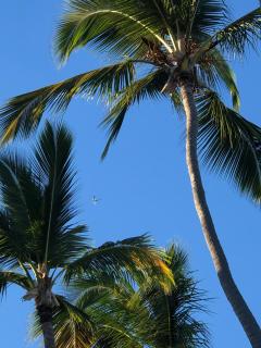 beach bungalo apartment wifi - 0