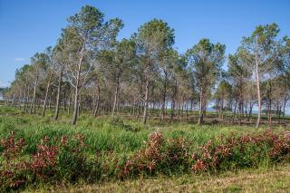 Agriturismo Le Chiocciolaie - Podere Cernaia - 3