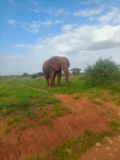 Tausa Tsavo Eco Lodge - 8