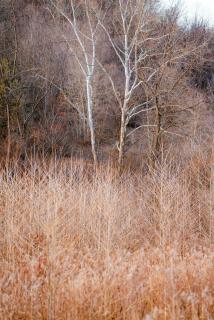 Cedar Wrapped Cozy Villa Cabin - 4 miles from Trails - 5