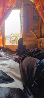 Western Style Planenwagen - 1