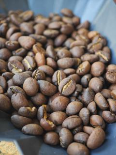 Pick-A-Brew Camp - 9