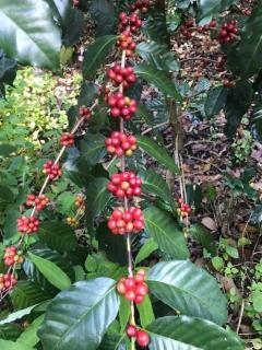 Pick-A-Brew Camp - 6