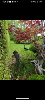 Cabañas Pétalos Villarrica Bungalows 2 personas - 9