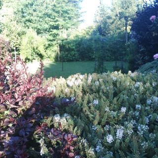 Cabañas Pétalos Villarrica Bungalows 2 personas - 1