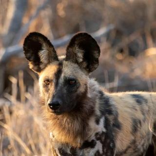 Oloiba Nkuti Lodge - 5