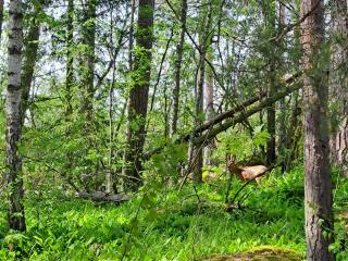 Holiday Home Villa kallahti beach view helsinki by Interhome - 3