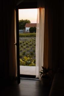 Lavender farm Zarić - 7