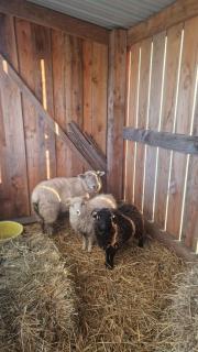 Gîte des petits troupeaux - 8