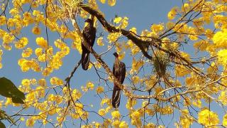 Iki Room with Jacuzzy - 9