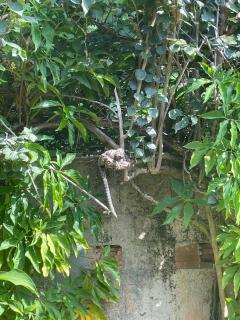 Casa maravilhosa Olinda - 7