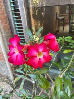 Casa maravilhosa Olinda - 9