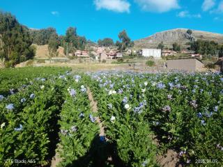 Misky Wasi lodge Occosuyo - 6
