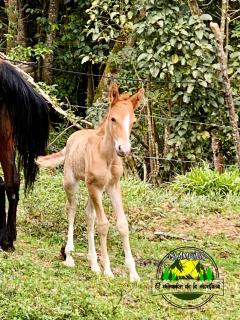 Glamping Mirador De La Montaña - 1