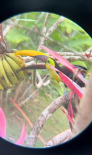 Hotel Mirador Osa - 6