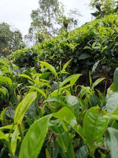 Nine Arch Corner - 2